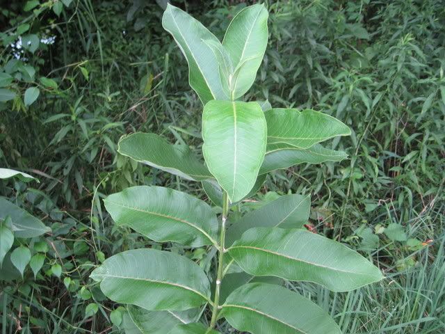 plants008.jpg