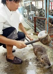 Rat_chef_loping.jpg