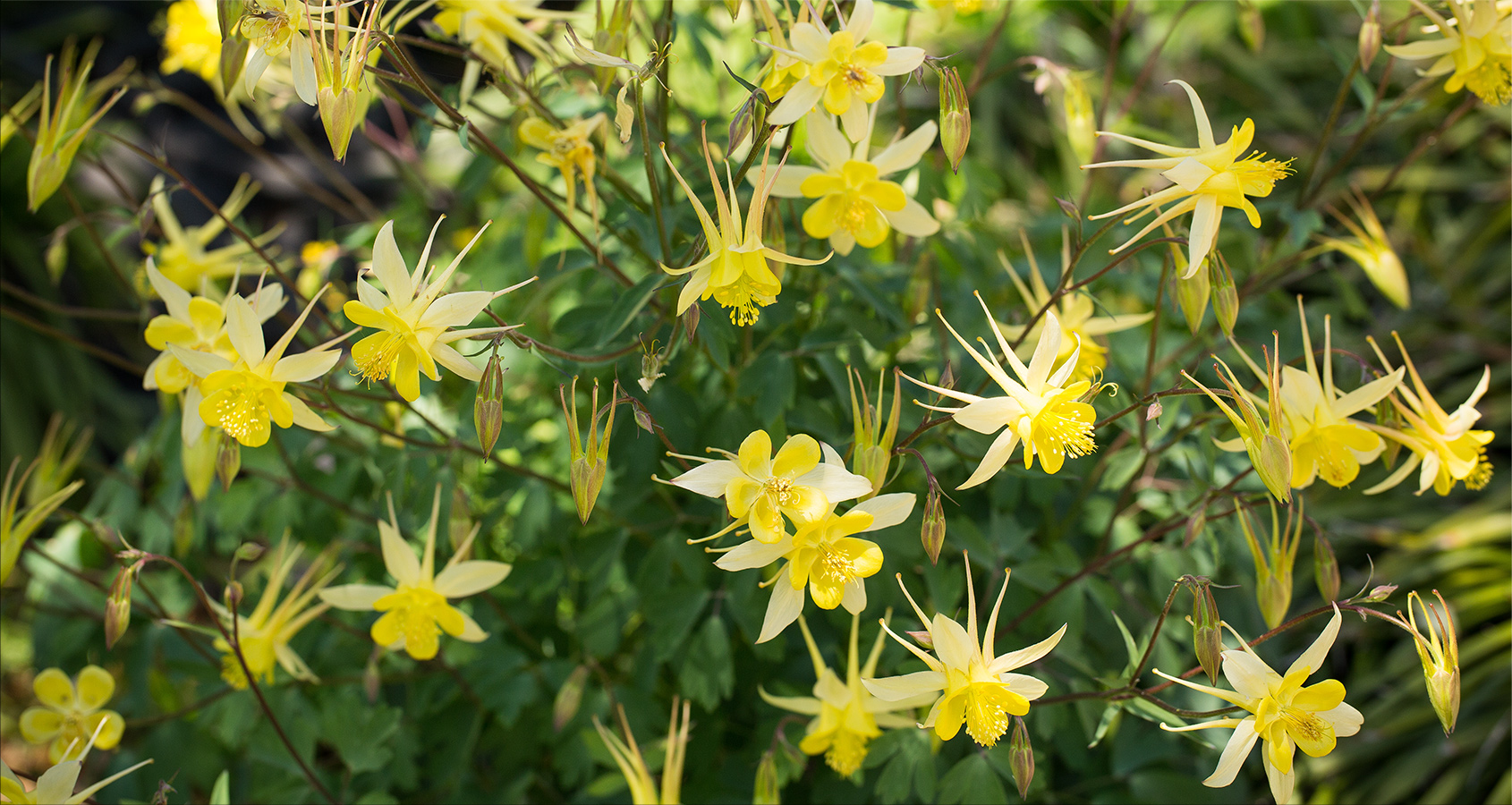 2020flowers-2.jpg