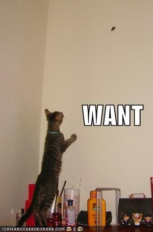funny-pictures-cat-wants-bug.jpg