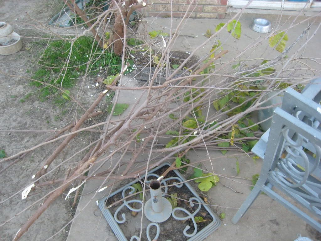 IMG_7594.jpg