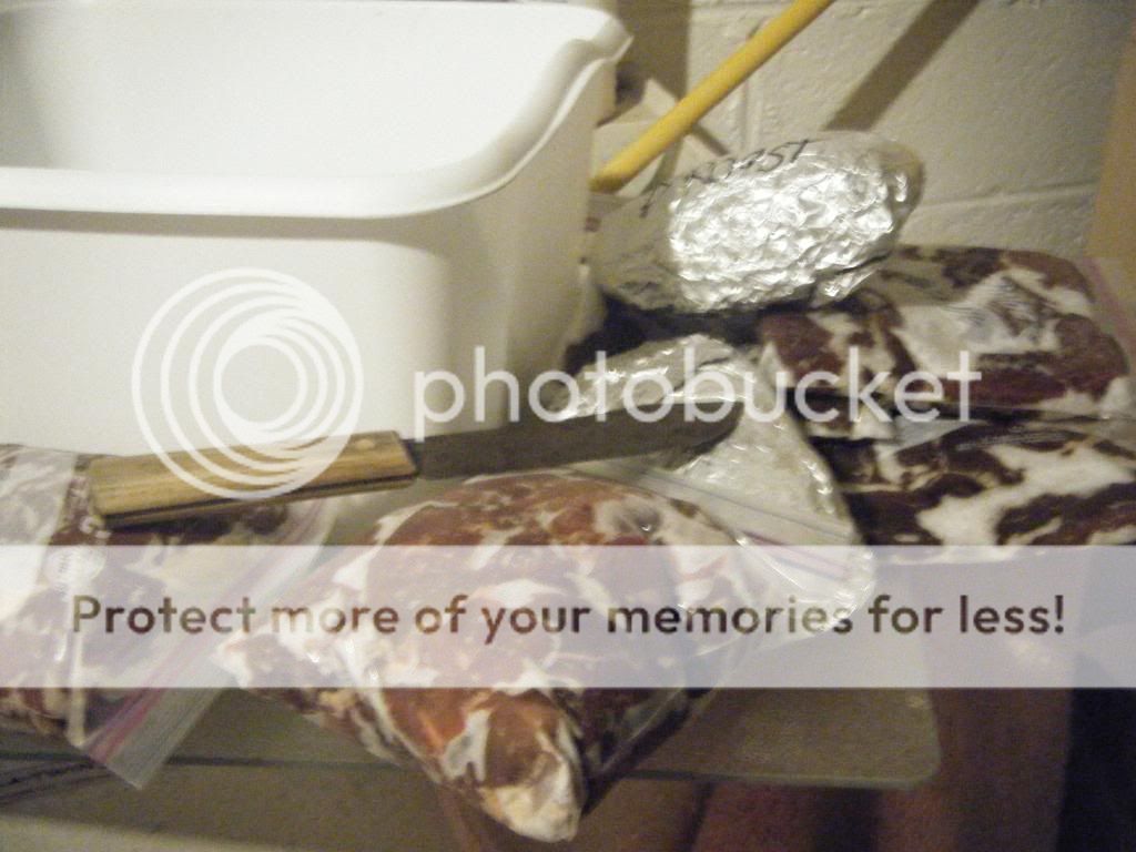 snakeskinbusse017.jpg