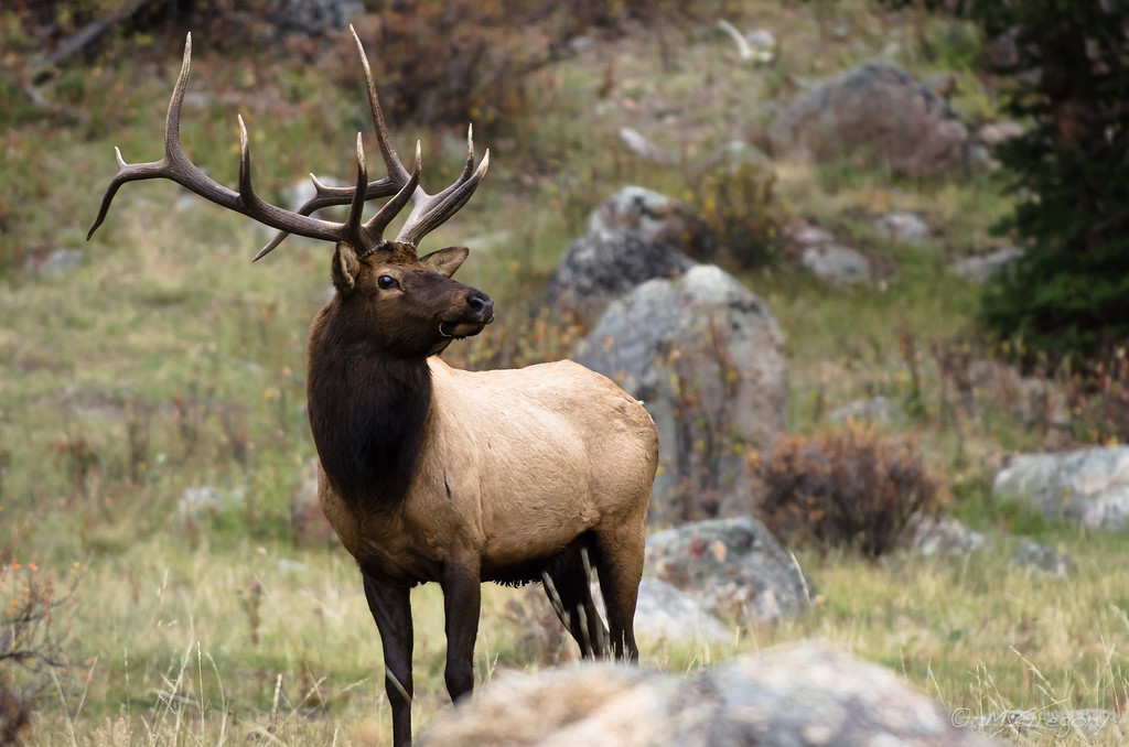 DSC9611-XL.jpg
