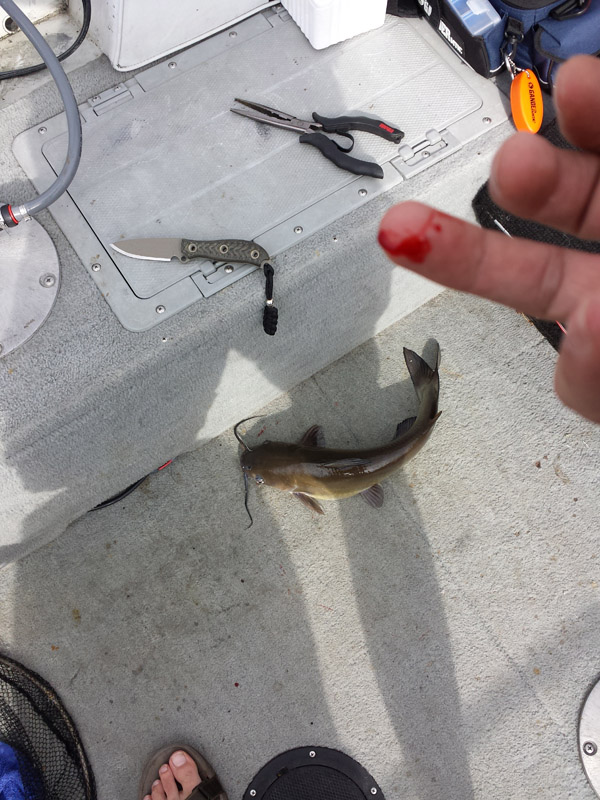 BusseADvsCatfish.jpg
