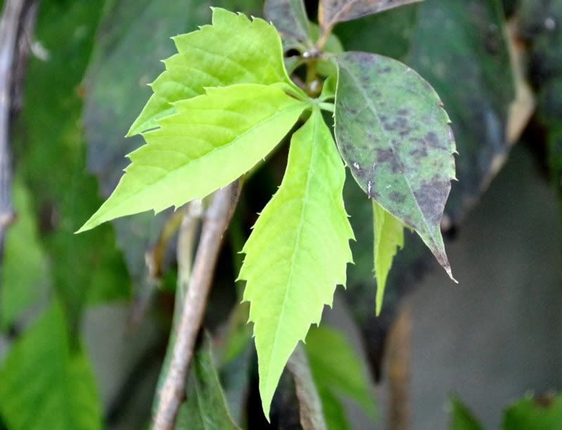 DSC_2579.jpg