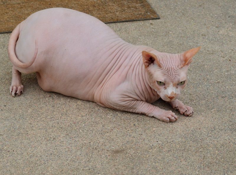 8%20Fat%20Cat_zpsntlidbpo.jpg