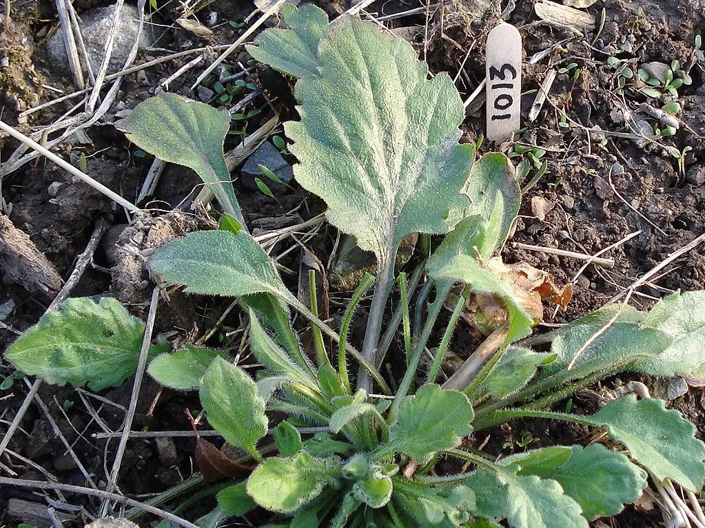 Mysteryplant2-2.jpg