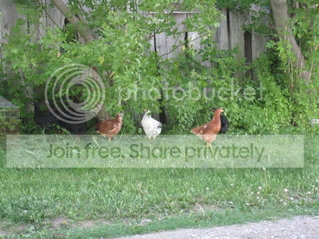 ChickensJun708001.jpg