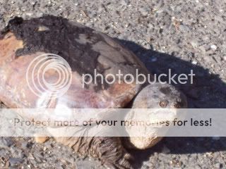 snapturtle003.jpg