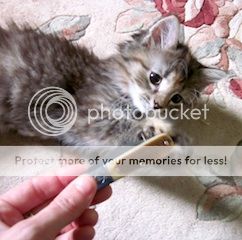 IMG_0337s.jpg~original