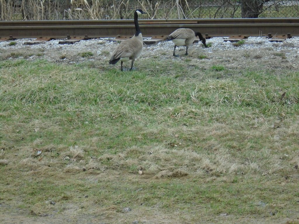 DSC00726_zpsfuehsowk.jpg