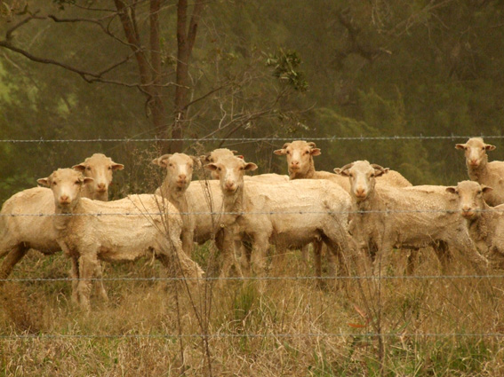 sheep%20in%20dust.jpg