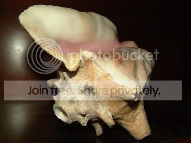 Conch1.jpg