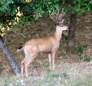 Big+Buck_1_5_1.jpg