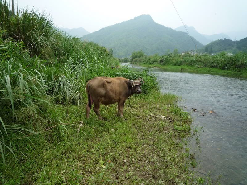 P1000954.jpg