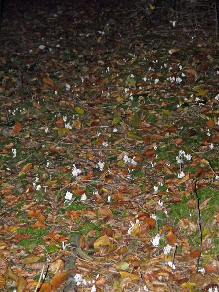 Wald12klein.jpg