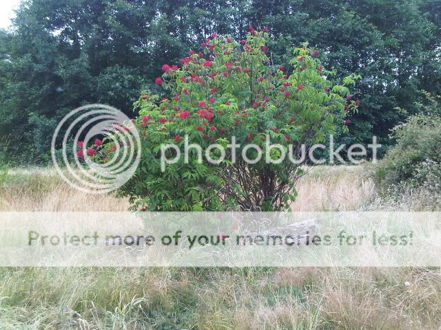 IMG00039-20090625-1518.jpg