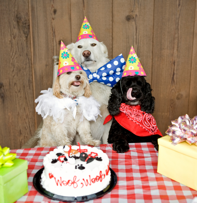 birthday-dogs.jpg