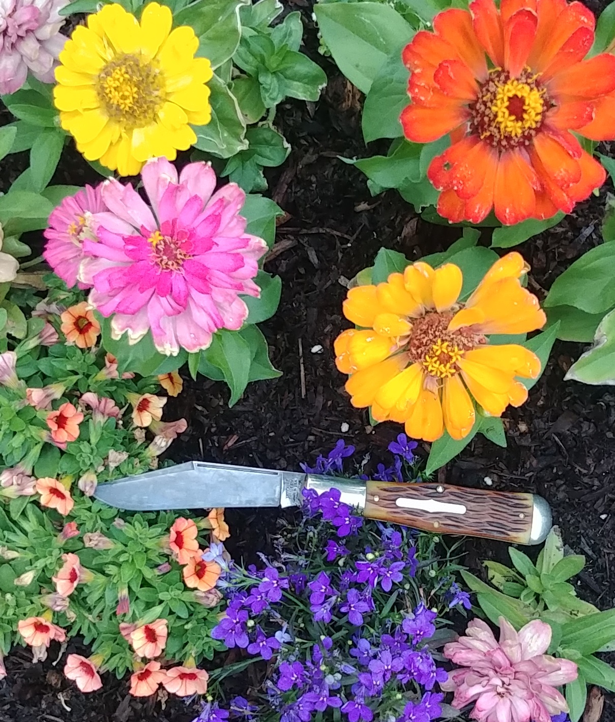 97zinnias.jpg