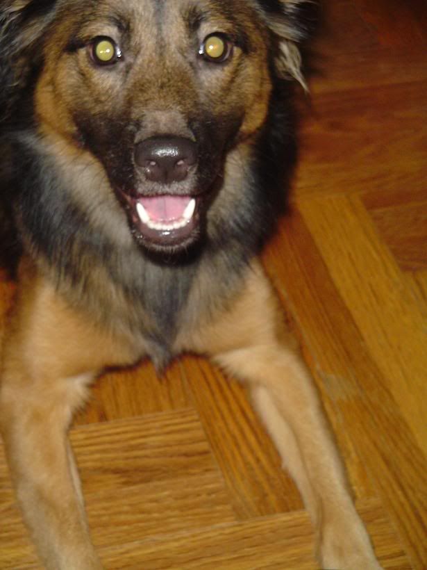 INFIhound2.jpg