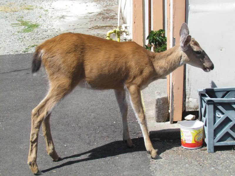 umqua063.jpg