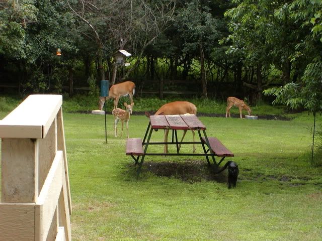 P7140074.jpg