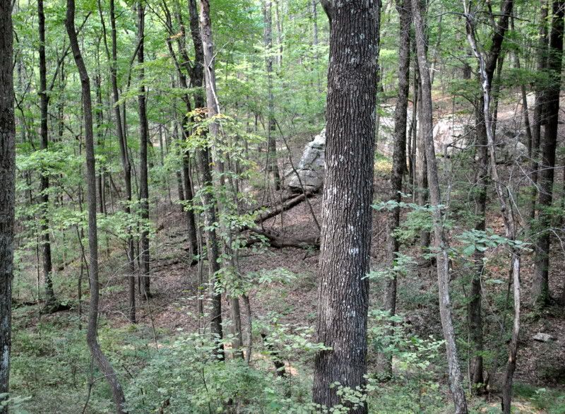 DSC_2441.jpg