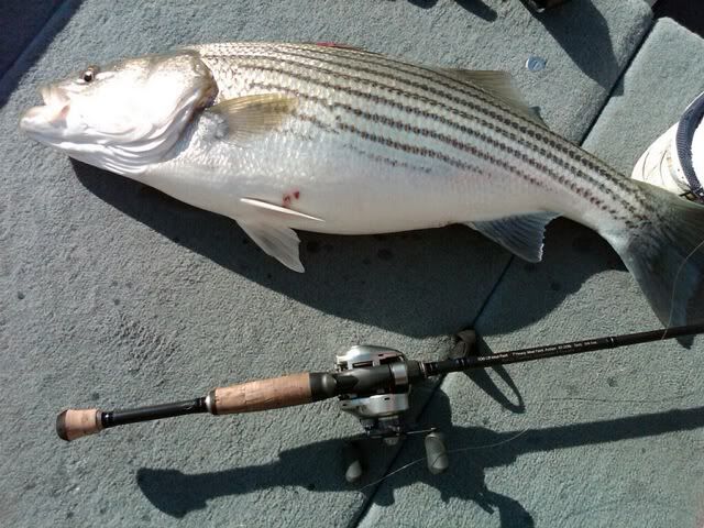 stripe10CXX.jpg