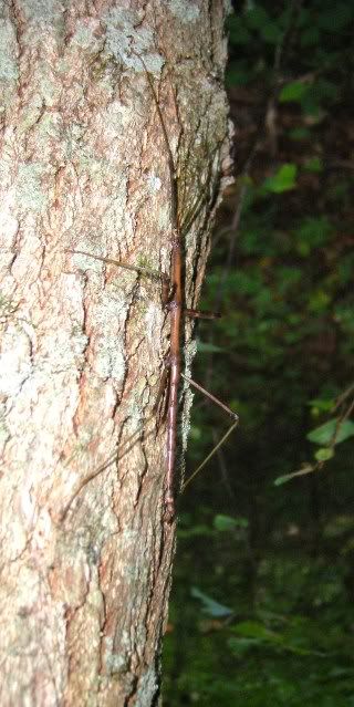 lastcostaricaandshanendoa080.jpg