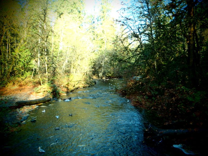 GoldStreamSalmonRun2012014.jpg