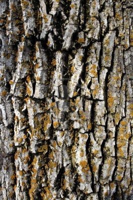 805809-wood-texture-mossy-bark-of-an-old-tree.jpg