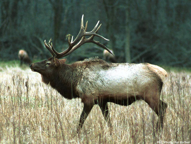 bull-elk.jpg