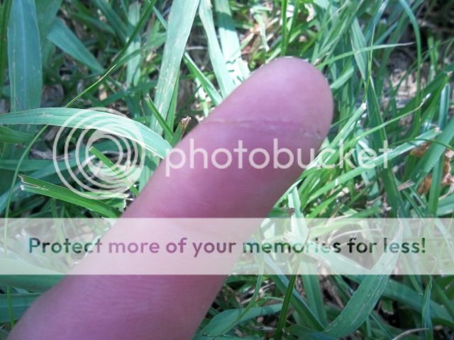 100_2431-1.jpg