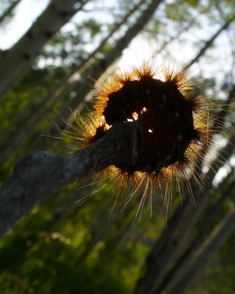 L1040098SunnyCatepillar.jpg