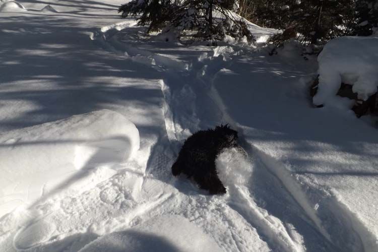 DSCF5920SHOEDEZSNOWBATHING750MED_zpsd2211ca5.jpg