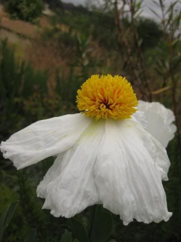 IMG_0890.jpg