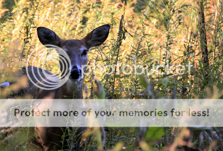 deer-looking-at-me.png
