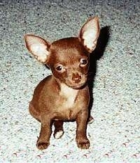 ChihuahuahositPKTMP002.jpg