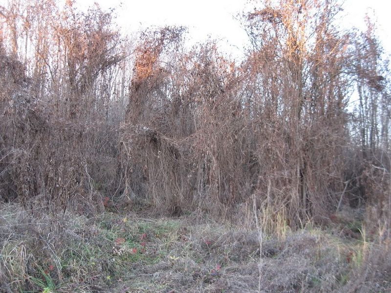 IMG_5816.jpg