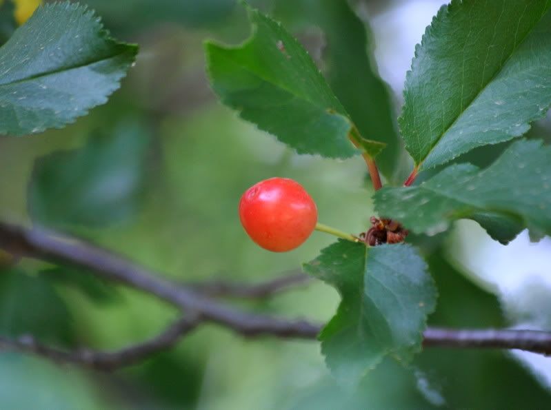 DSC_2322.jpg