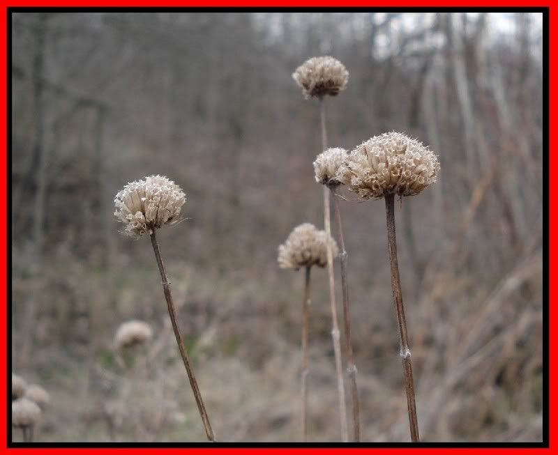 Monardafistulosa.jpg