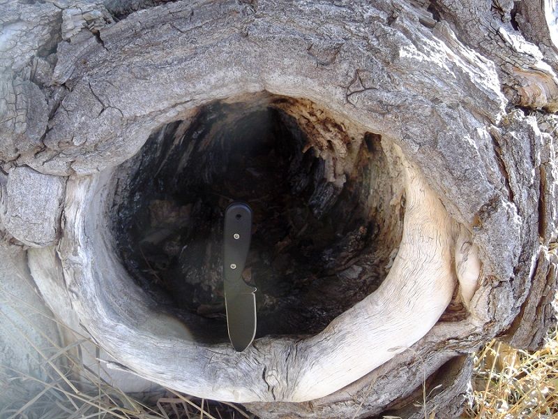 Hole%20in%20Tree%20BK14_zps3bshftpb.jpg