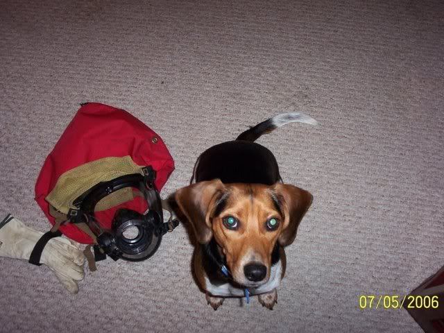 firebeagle.jpg