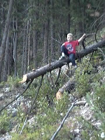 BDCfellsatree007.jpg