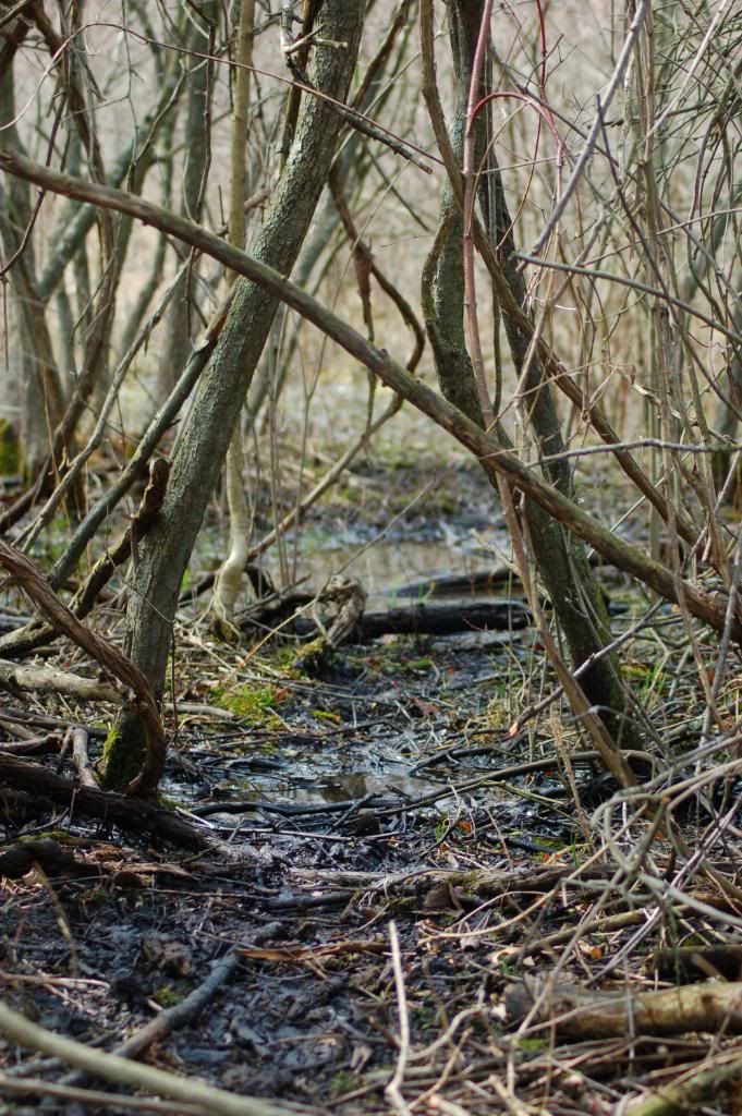 DSC_0008-6.jpg