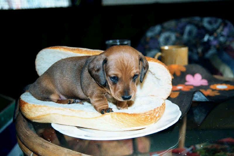 dog.jpg