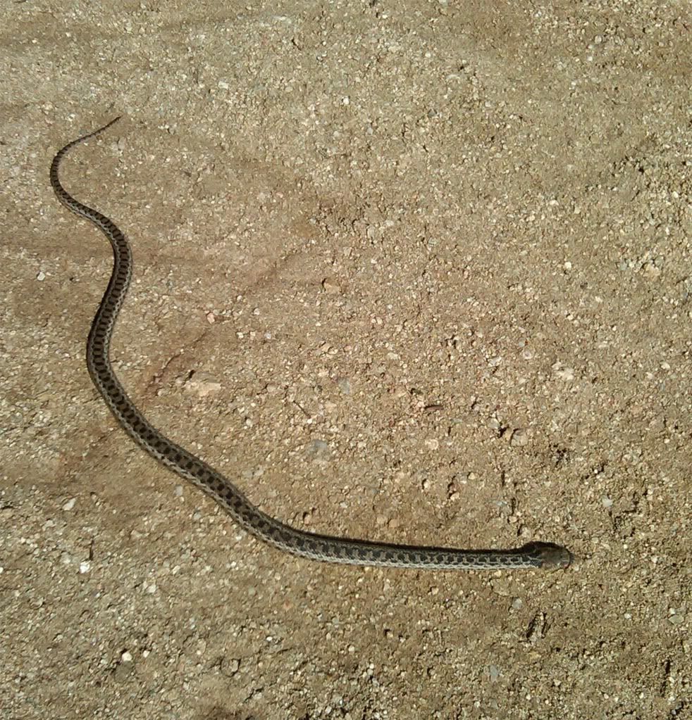 Snake.jpg