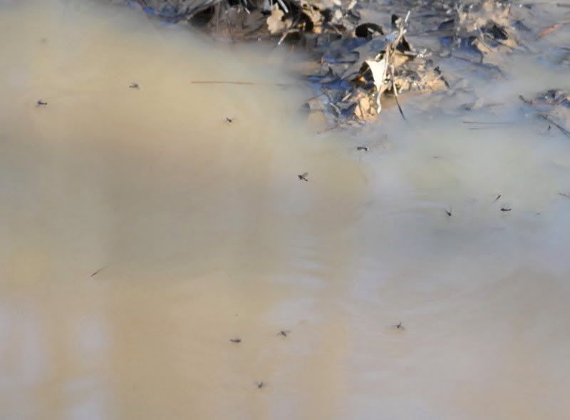 DSC_0501.jpg