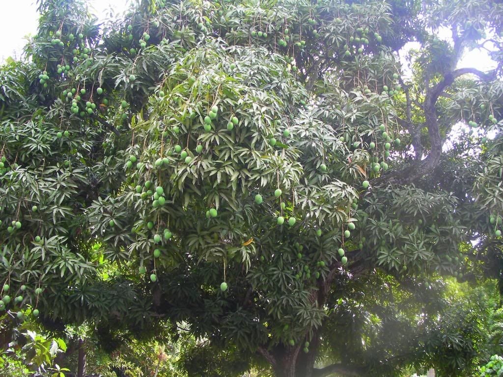 SANY0107-1.jpg