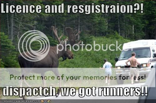 funny-pictures-moose-cop.jpg
